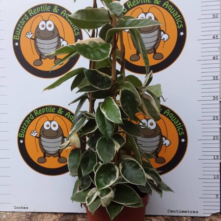 Hoya carnosa Krimson Queen