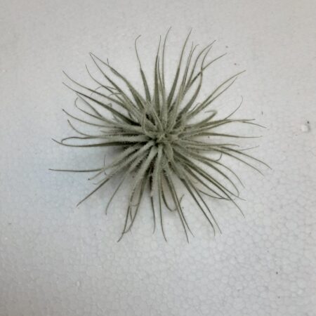 Tillandsia scaposa