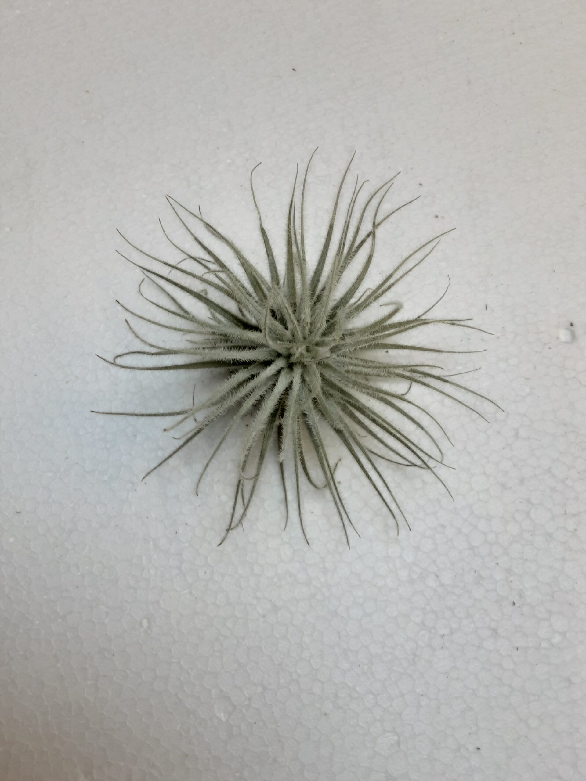 Tillandsia scaposa