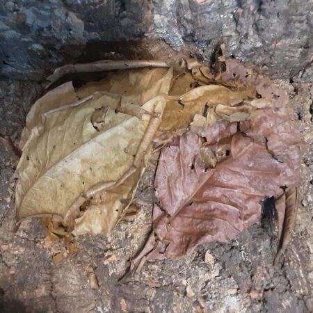 Indian Almond (Catappa) Leaves