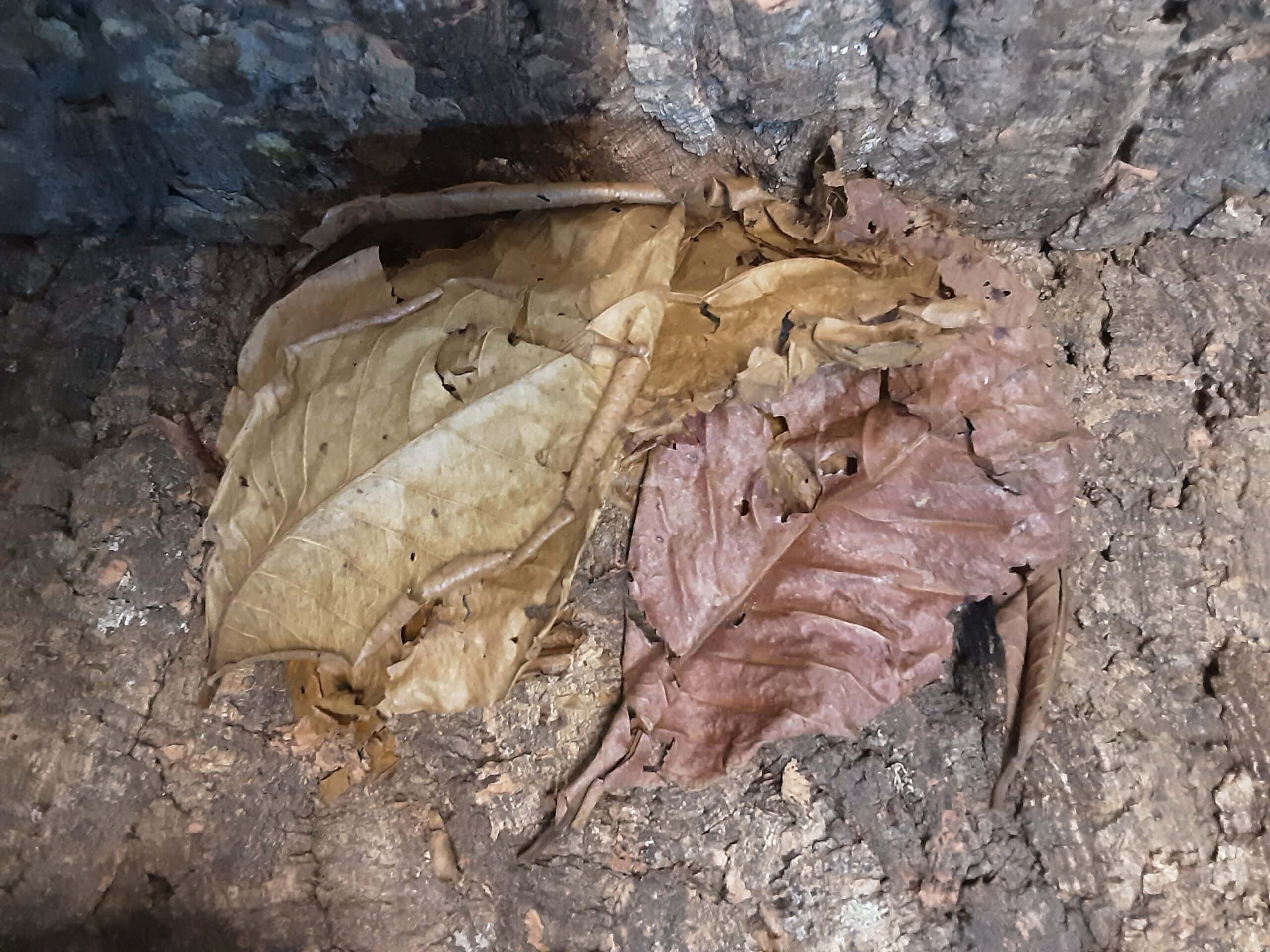 Indian Almond (Catappa) Leaves