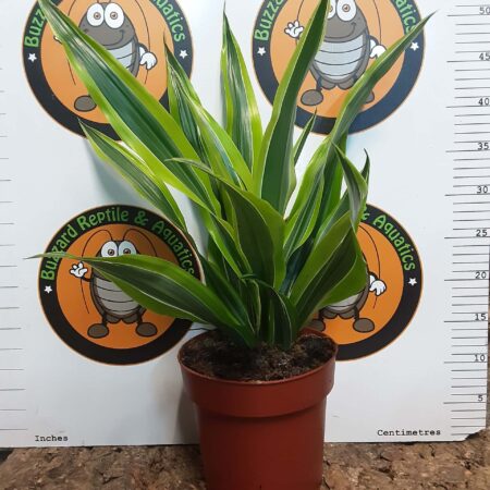 Dracaena Compacta lemon surprise 50cm