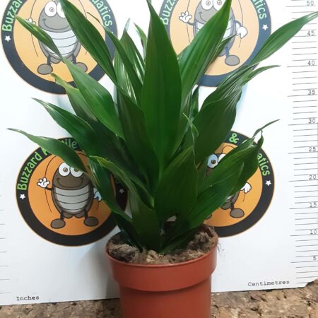 Dracaena Compacta 50cm