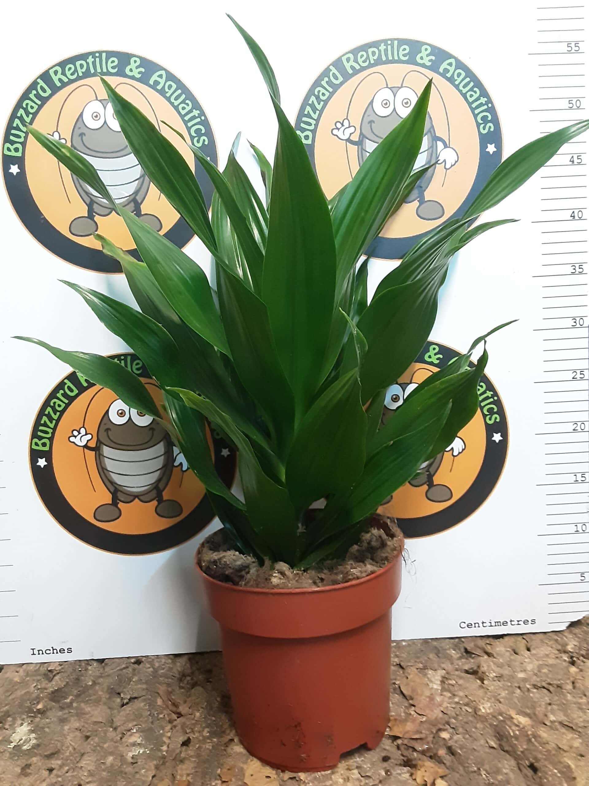 Dracaena Compacta 50cm