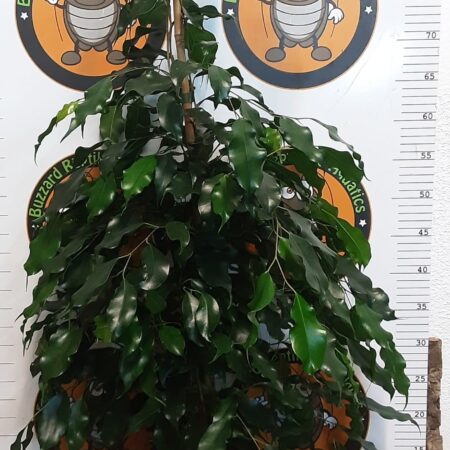 Ficus Benjamina Midnight Lady 90cm
