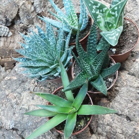 Aloe