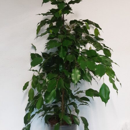 Ficus Benjamina Danielle 105cm