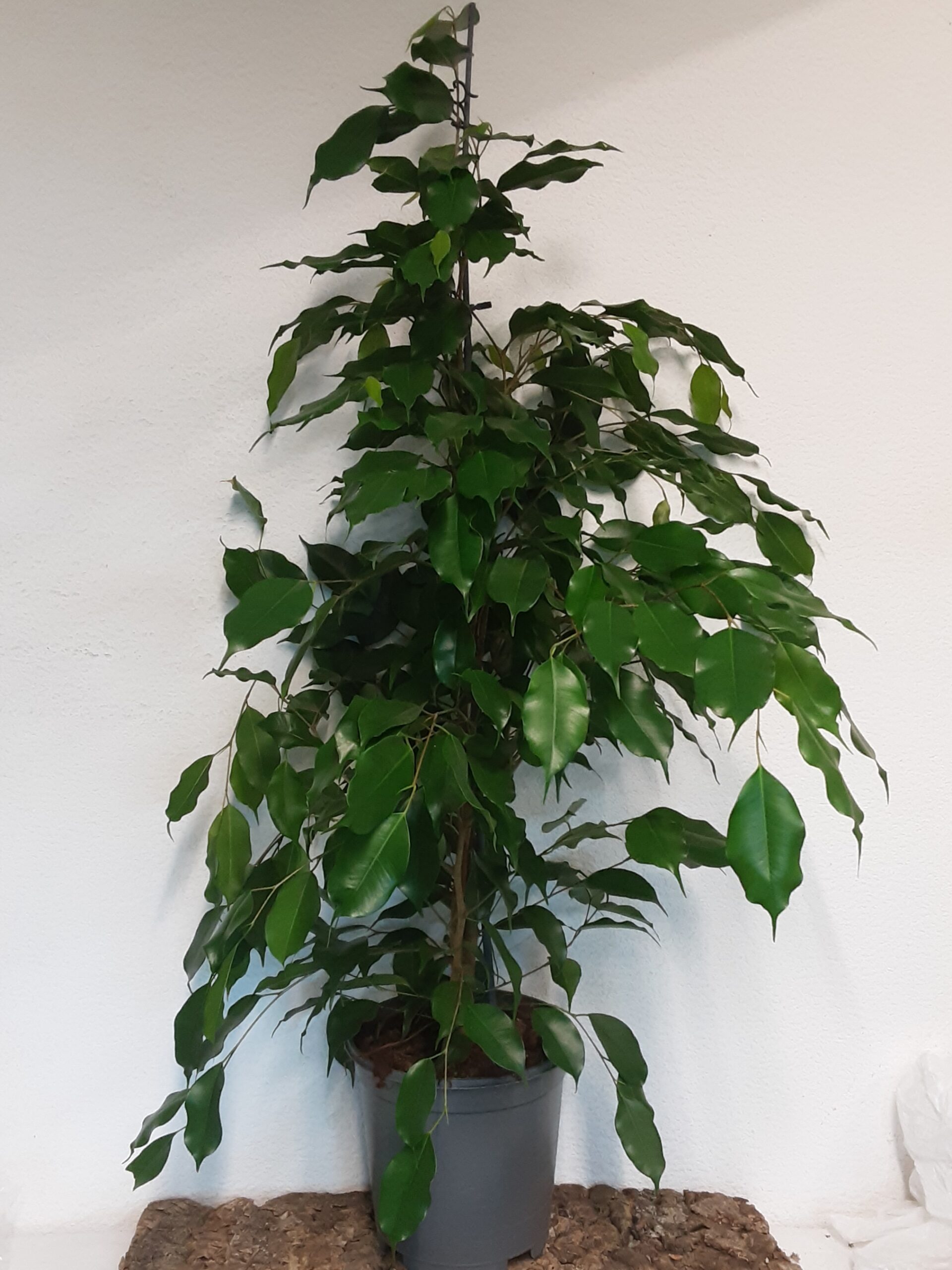Ficus Benjamina Danielle 90cm