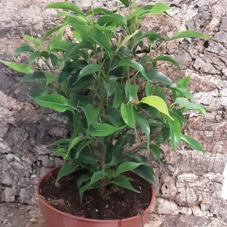 Ficus Natasja