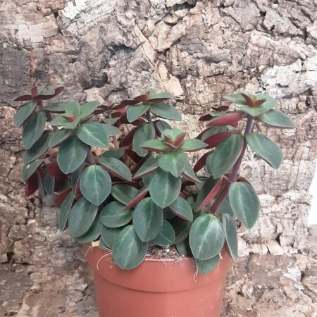 Peperomia Verticillata