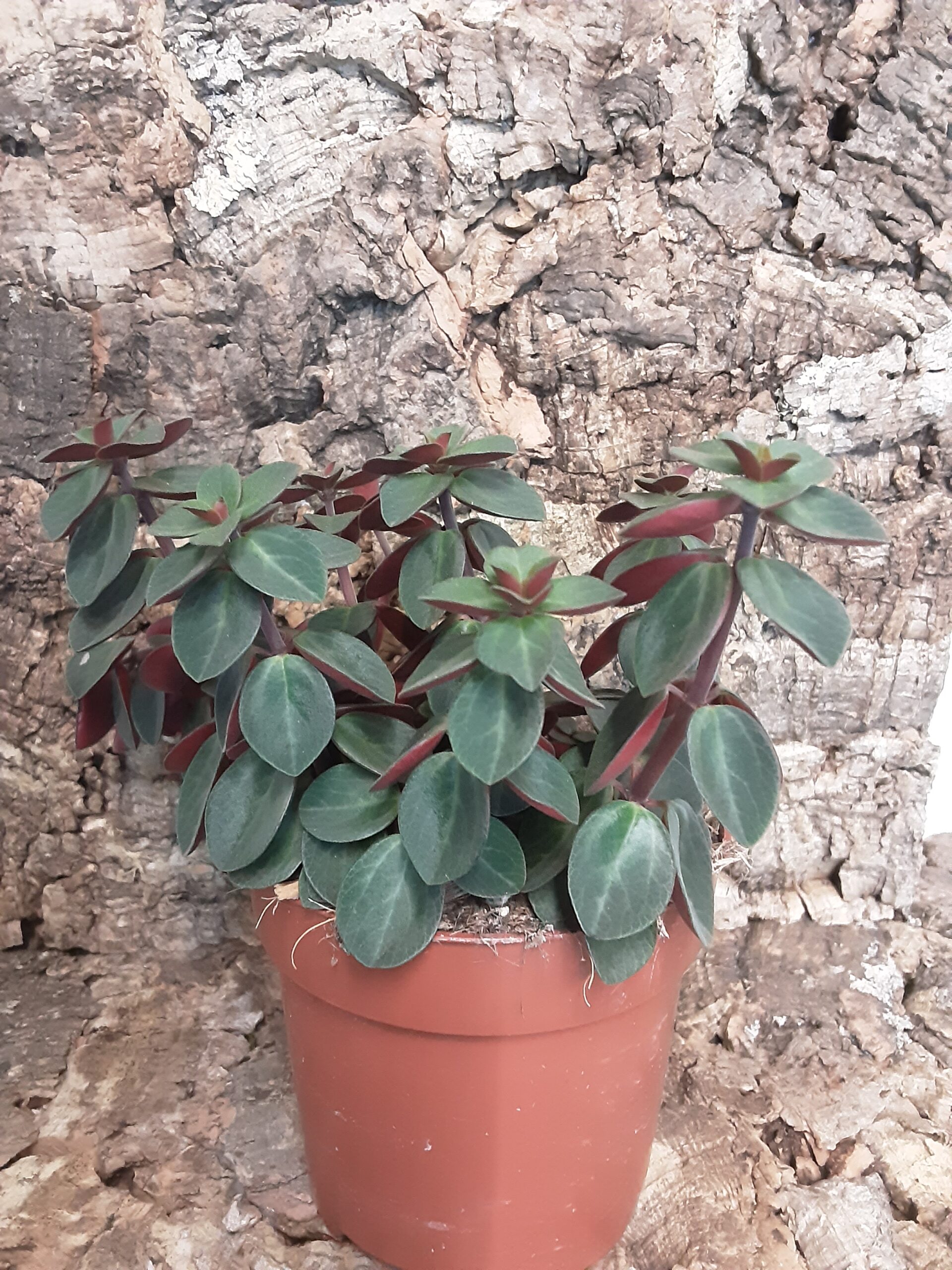 Peperomia Verticillata