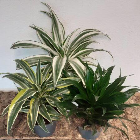 Dracaena Compacta - Small