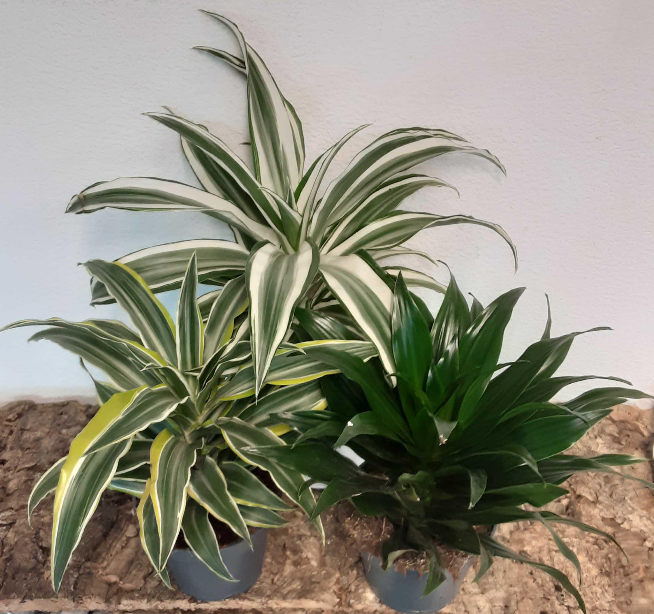 Dracaena Compacta