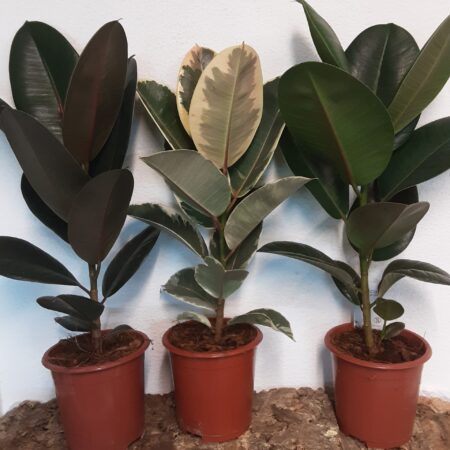 Ficus Elastica - Rubber Tree - 50cm