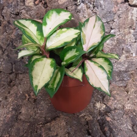 Hoya Carnosa Krimson Princess