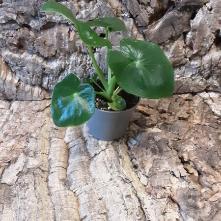Philodendron selloum atom