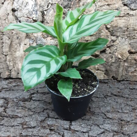 Calathea Stripes 15cm