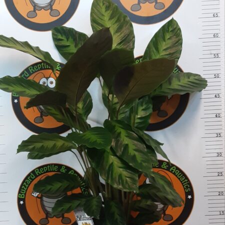 Calathea Sp 70cm
