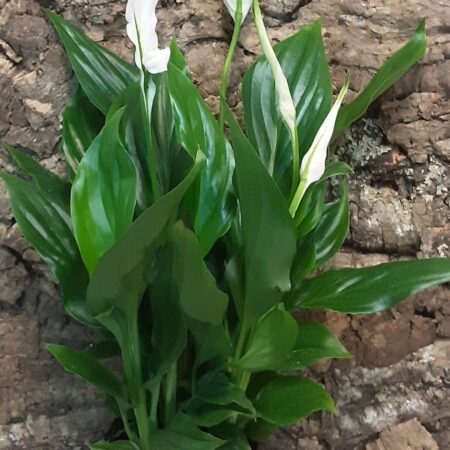 Spathiphyllum Chopin