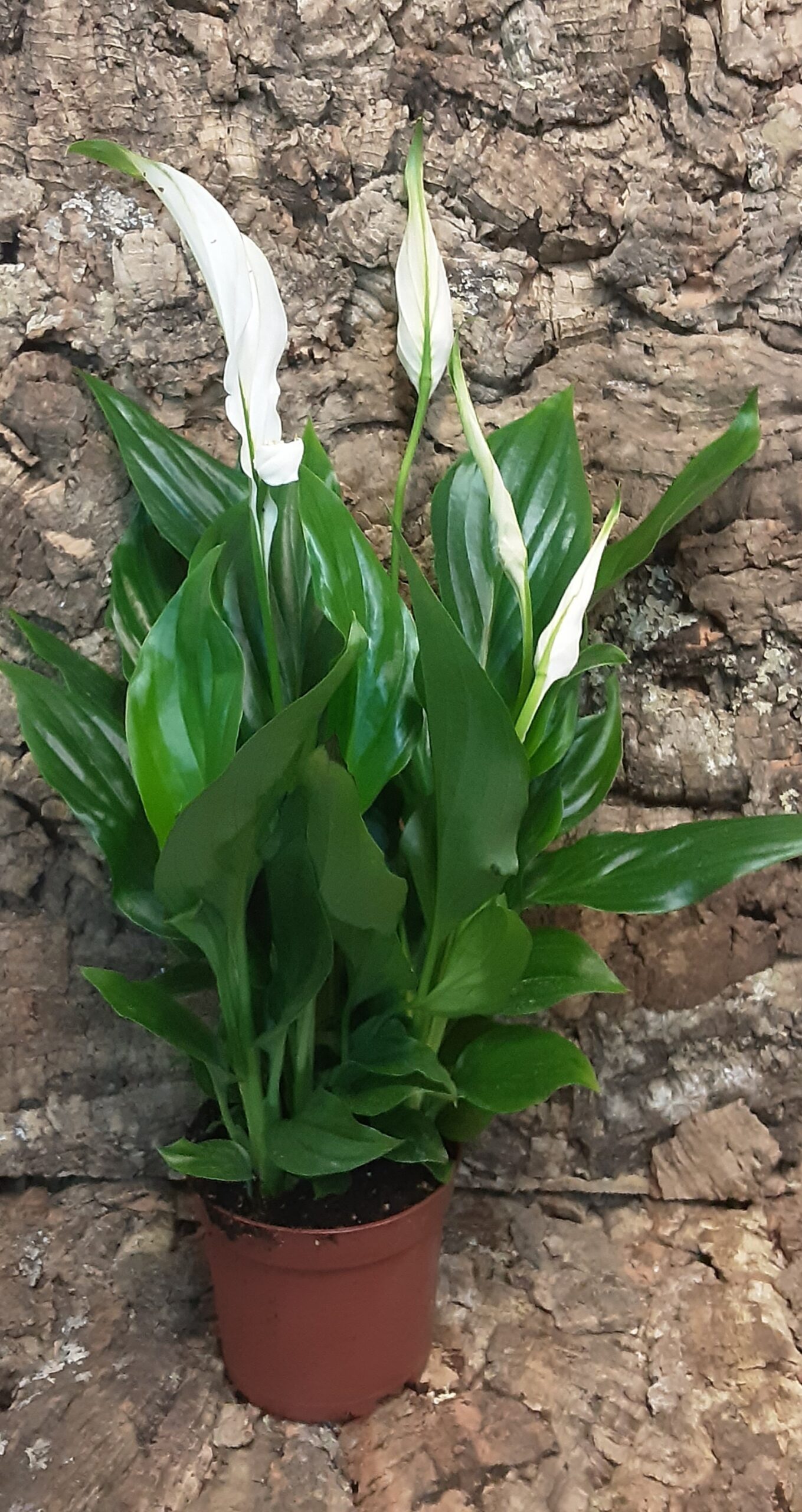 Spathiphyllum Chopin