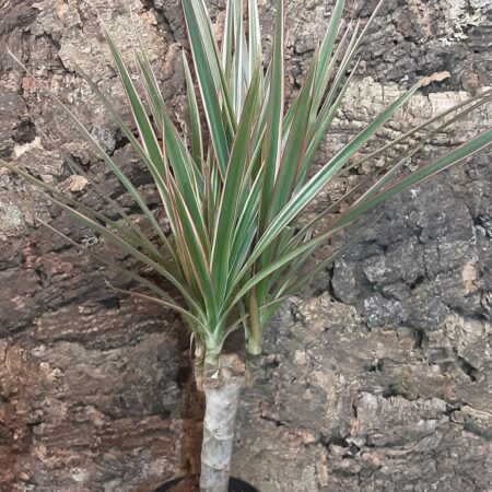 Dracaena Bicolour