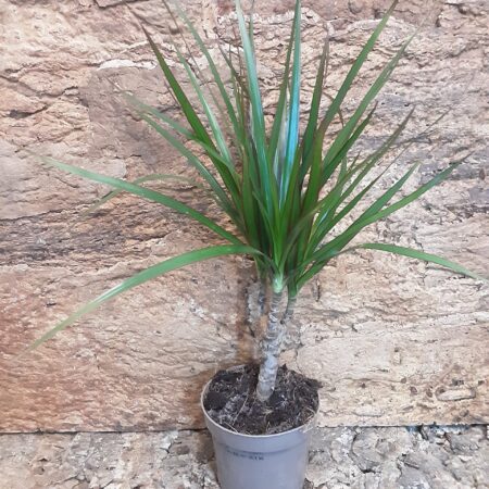 Dracaena Marginata
