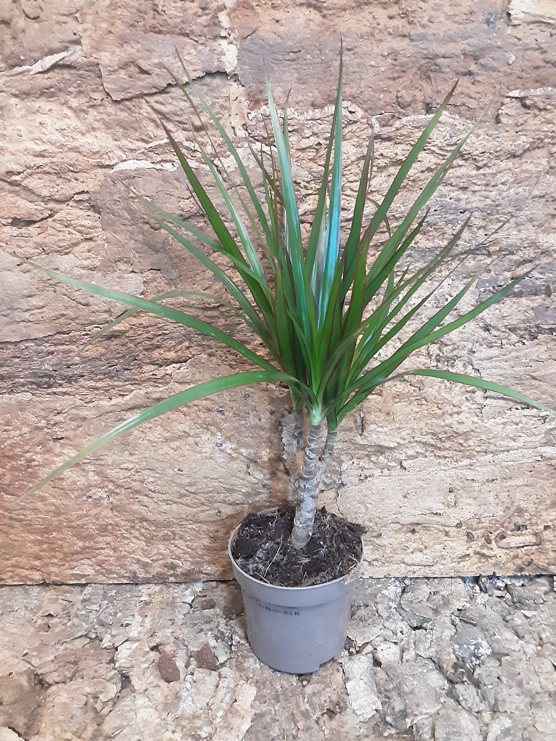 Dracaena Marginata