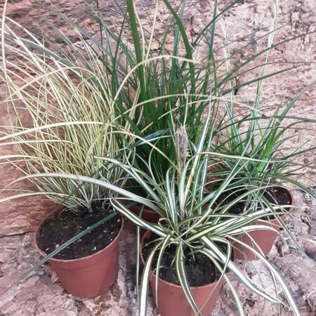 Carex