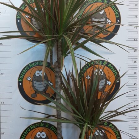 Dracaena Bicolour 100cm