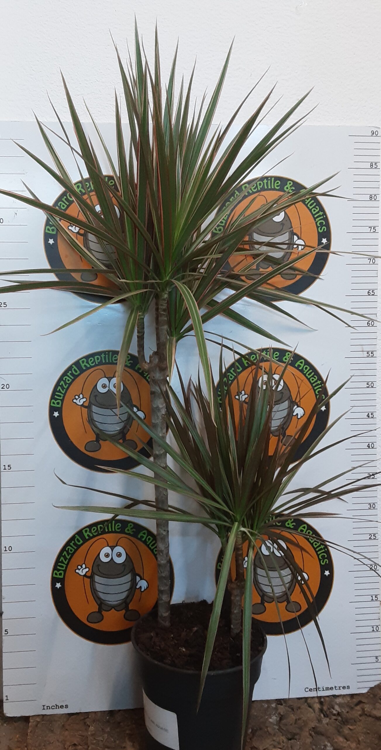 Dracaena Bicolour 100cm