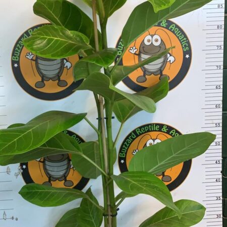 Ficus Altissima 100cm - Lofty Fig