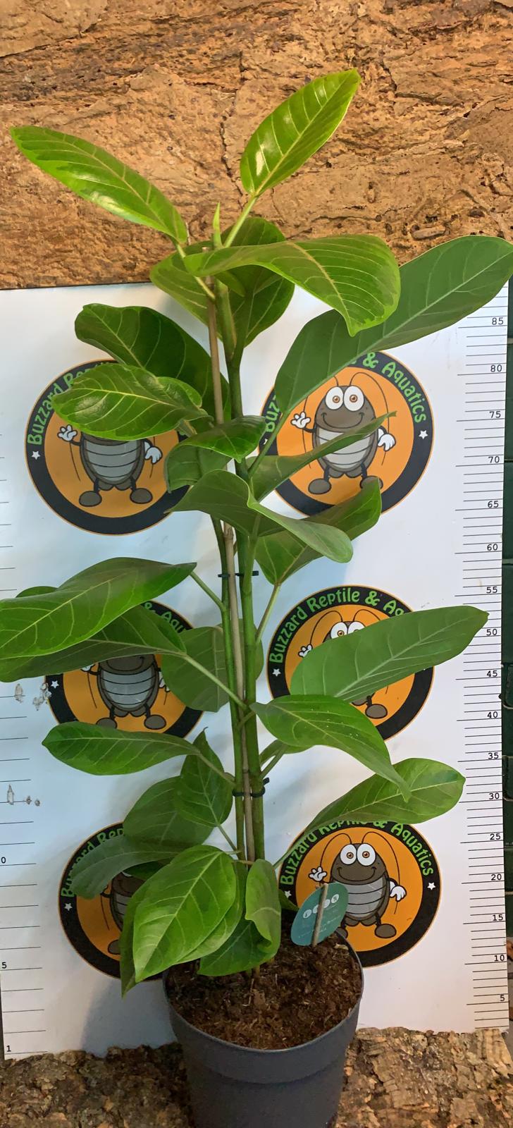 Ficus Altissima 100cm - Lofty Fig