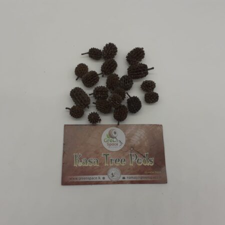 Kasa Tree Pods