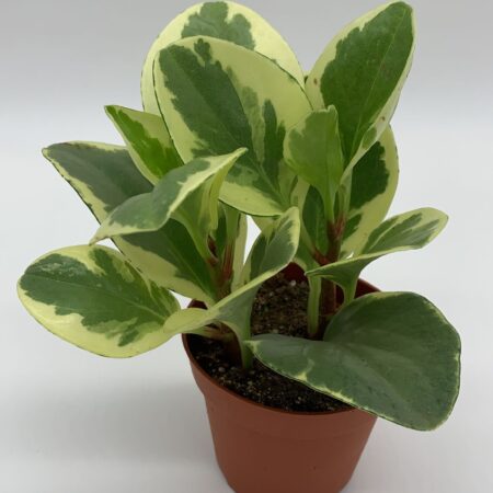 Peperomia Obtusifolia Varigata