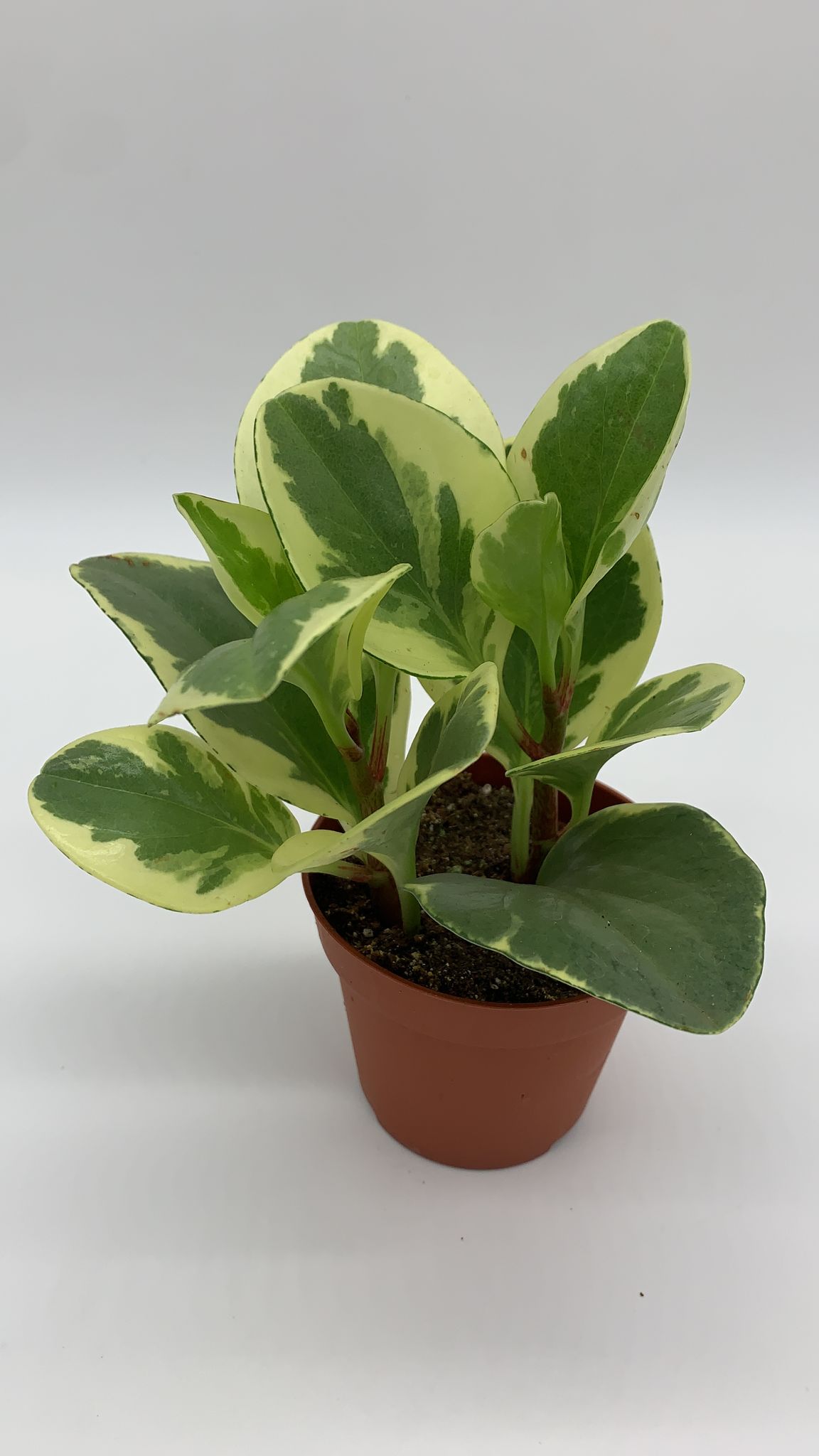 Peperomia Obtusifolia Varigata
