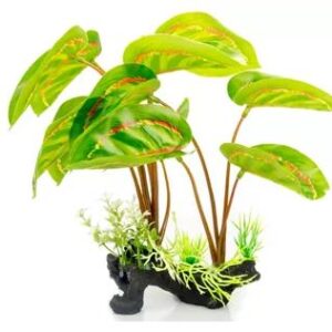 Giganterra Standing Maranta Leuconeura