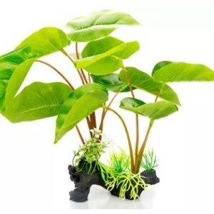 Giganterra Standing Philodendron Erubescens