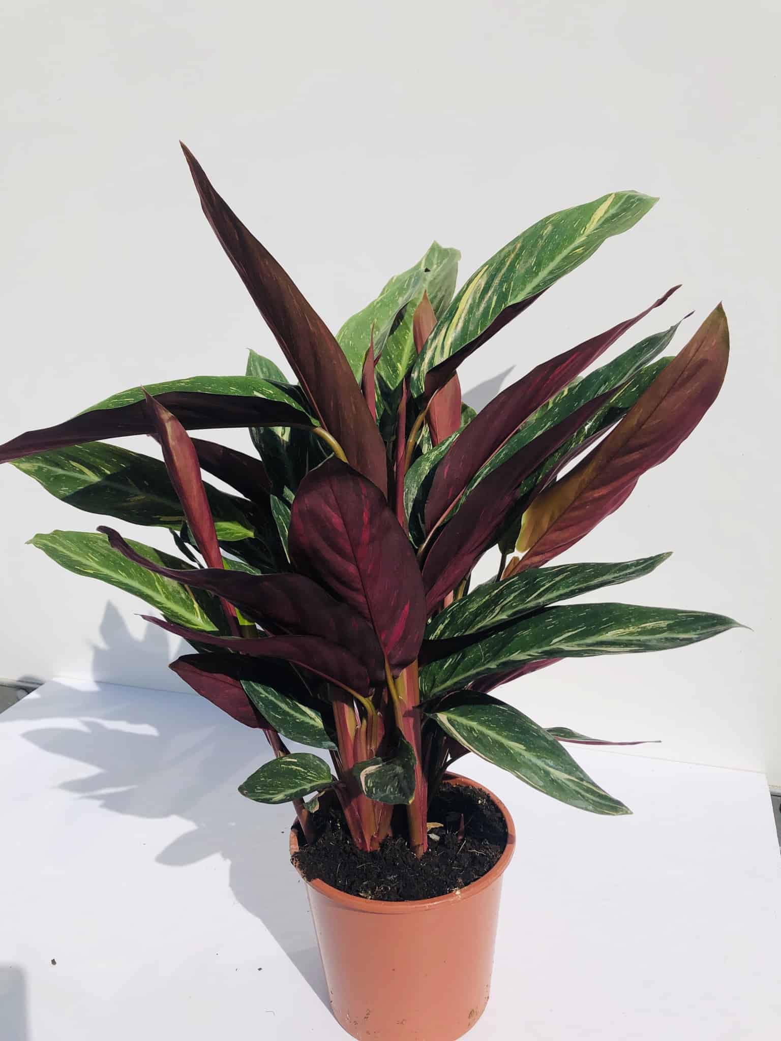 Calathea 'Triostar' 70cm