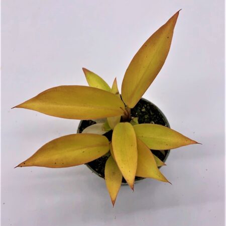 Philodenderon Scandens Orange