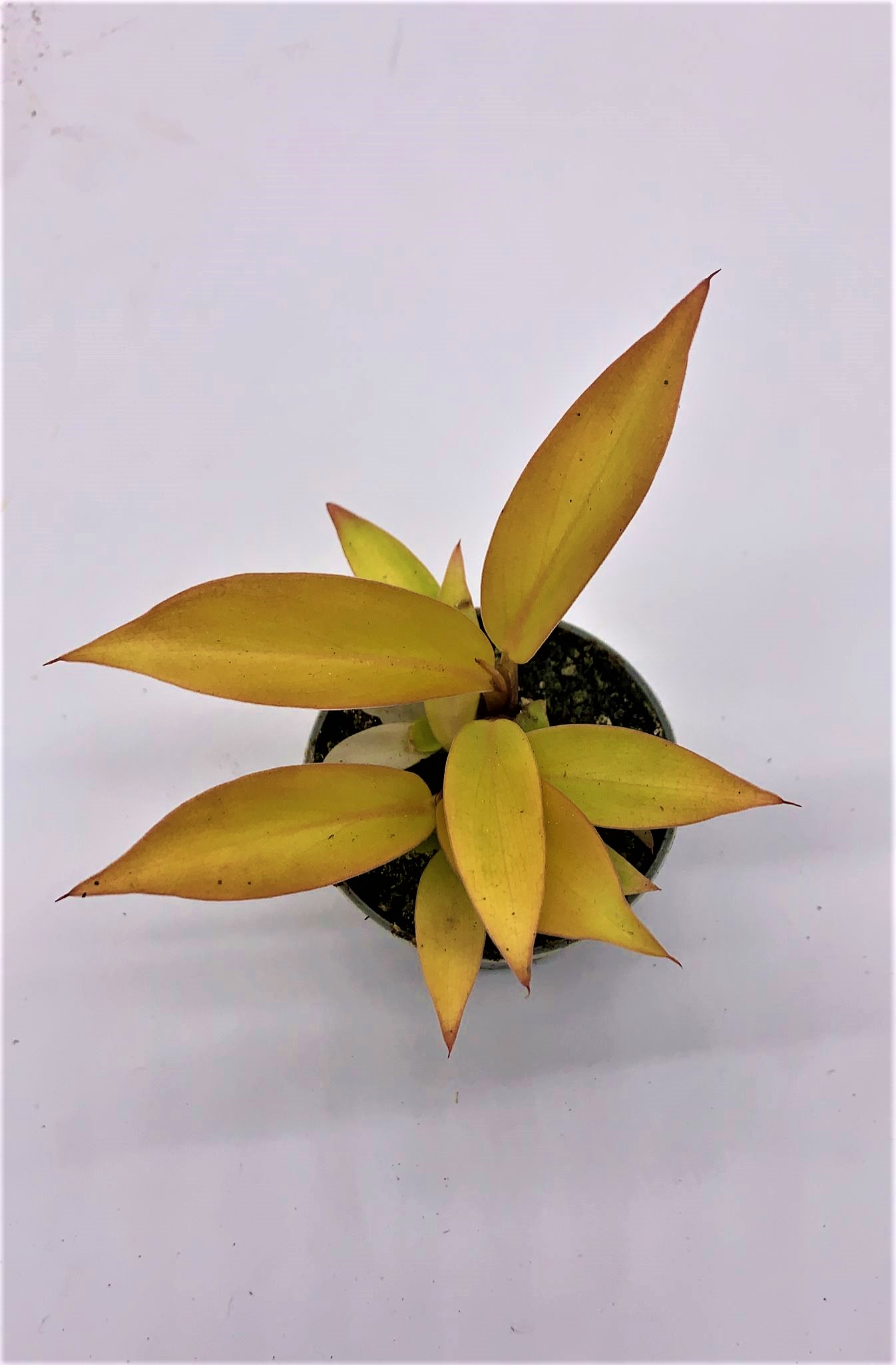 Philodenderon Scandens Orange