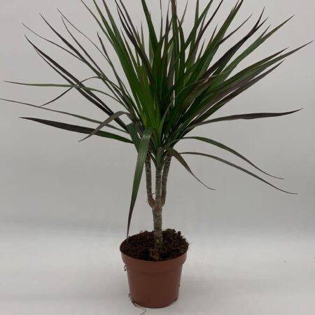 Dracaena Magenta 55cm