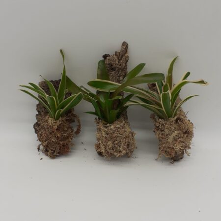 Mounted Neoregalia Bromeliad