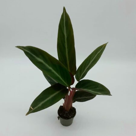 Calathea Sp3 Small