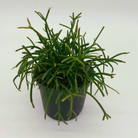 Rhipsalis cassutha - Mistletoe Cactus
