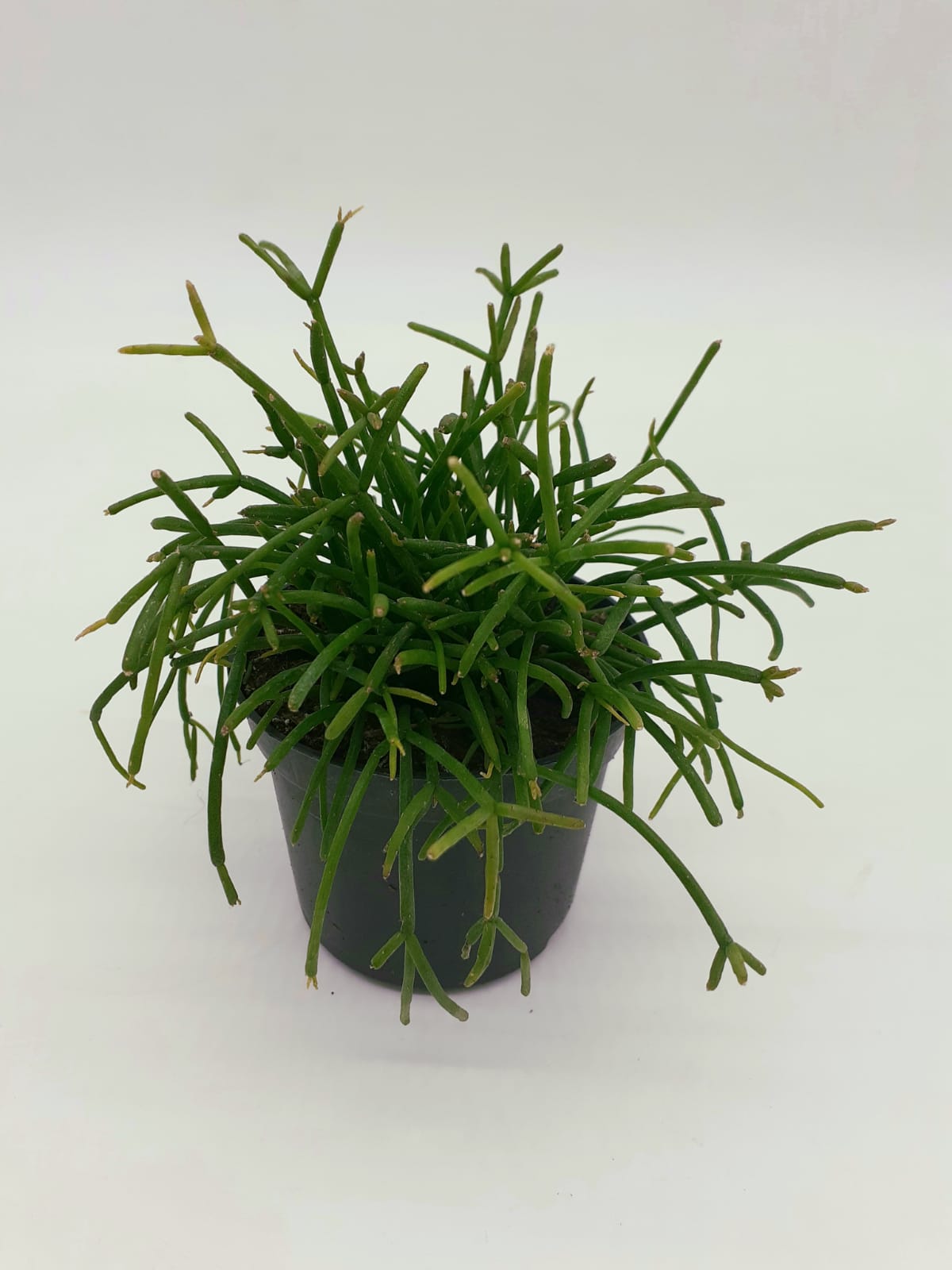 Rhipsalis cassutha - Mistletoe Cactus