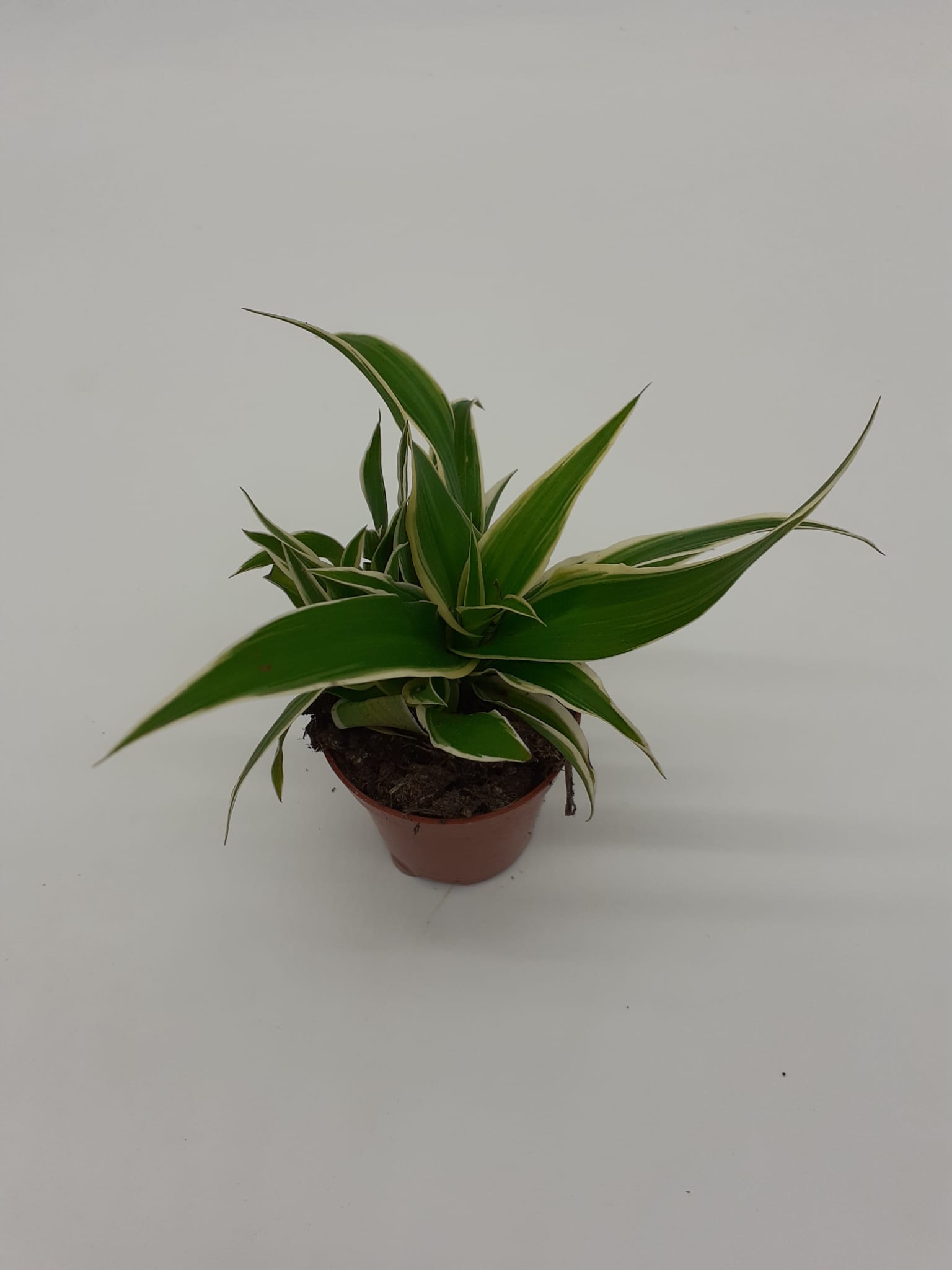 Chlorophytum comosum Ocean