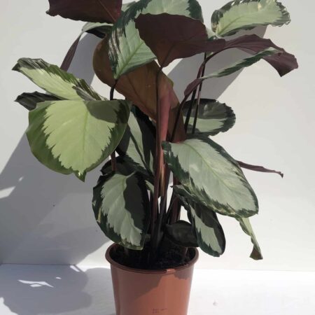 Calathea 'Roseopicta' 80cm