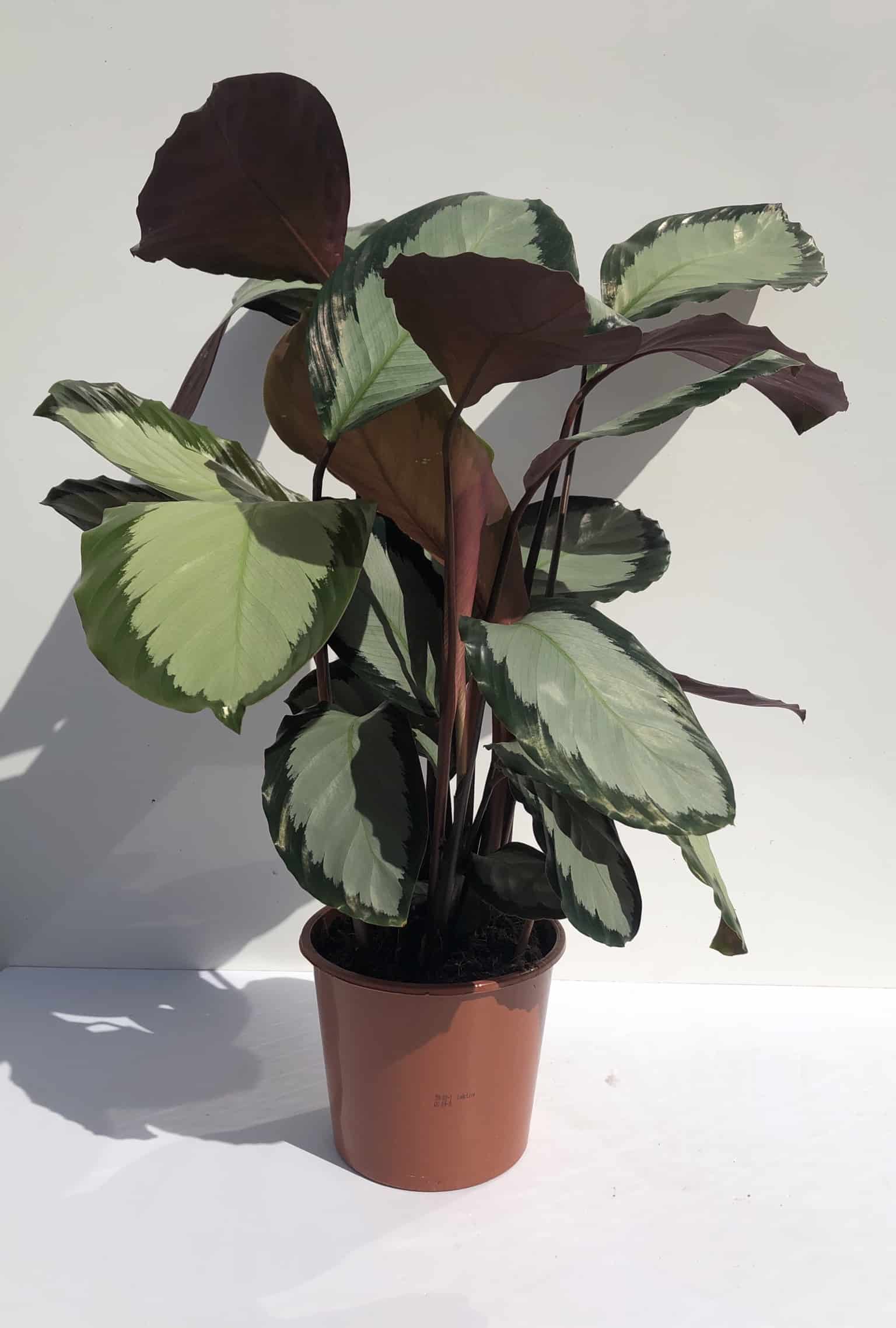 Calathea 'Roseopicta' 80cm