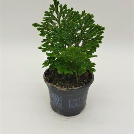 Selaginella jori