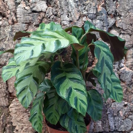 Calathea - Prayer Plant - Sp1